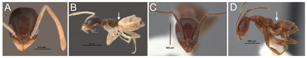 FIg 9